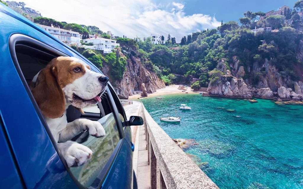Mit dem Hund in den Urlaub