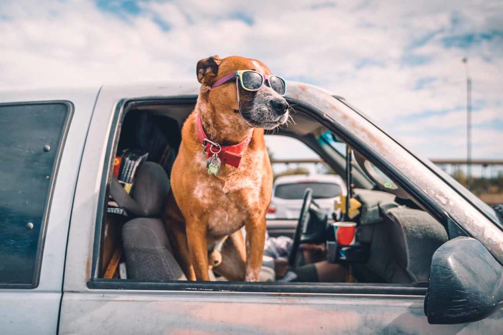 Hund Hitze im Auto