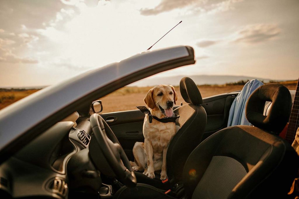 Hund im Auto Ratgeber