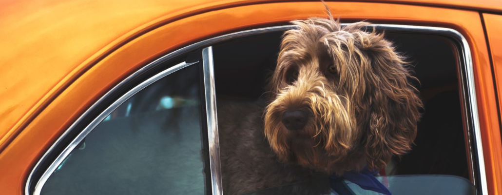 So gewöhnst du deinen Hund ans Autofahren